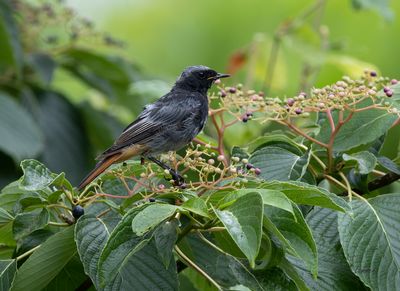 black_redstart__zwarte_roodstaart__phoenicurus_ochruros_