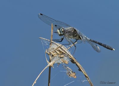 Dark Whiteface - Oostelijke witsnuitlibel - Leucorrhinia albifrons