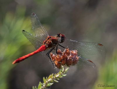 Ruddy Darter - Bloedrode heidelibel - Sympetrum sanguineum