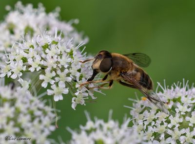 Tapered Drone Fly - Kegelbijvlieg - Eristalis pertinax