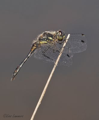 Black Darter - Zwarte heidelibel - Sympetrum danae