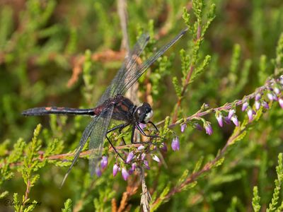 White-faced Darter - Venwitsnuitlibel - Leucorrhinia dubia