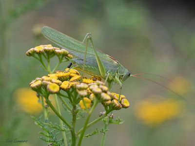 Great Green Bush Cricket - Grote groene sabelsprinkhaan - Tettigonia viridissima