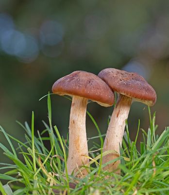 Mushrooms and Fungi Mosses- Paddenstoelen en mossen