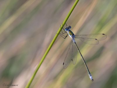 Scarce Emerald Damselfly - Tangpantserjuffer - Lestes dryas