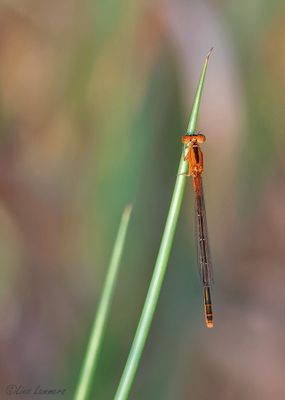 Scarce Blue-tailed Damselfly - Tengere grasjuffer - Ischnura pumilio