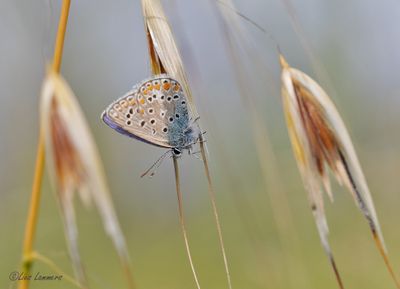 Common Blue - Mediterraan icarusblauwtje - Polyommatus icarus