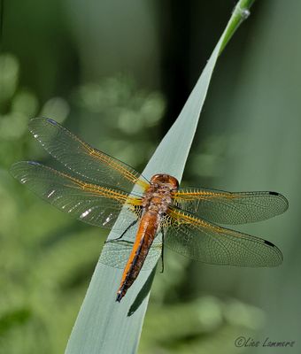 Scarce Chaser - Bruine korenbout - Libellula fulva