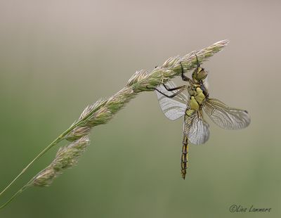 Black-tailed Skimmer - Gewone oeverlibel - Orthetrum cancellatum