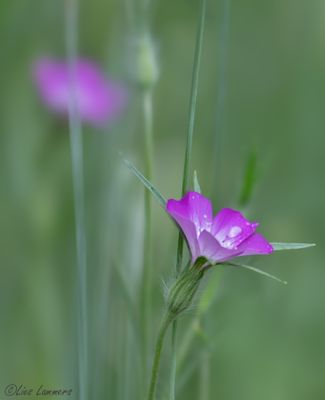 Flowers - Bloemen