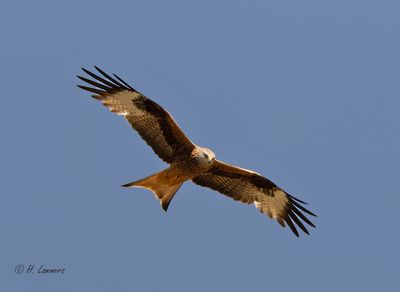 Red Kite - Rode Wouw - Milvus milvus