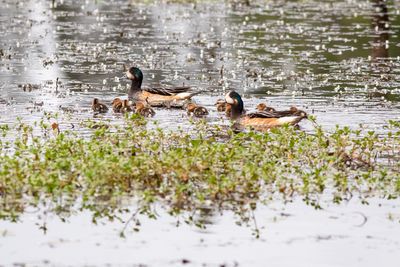 Patos reales