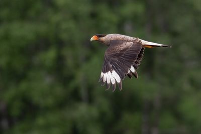 T-Tagua T-Turpial norteo