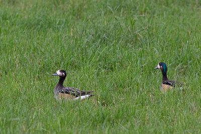 Patos