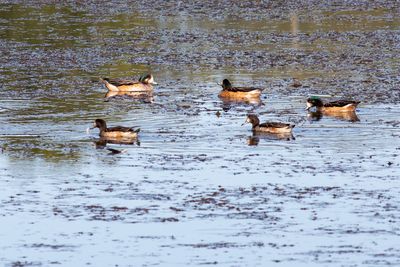 Patos real
