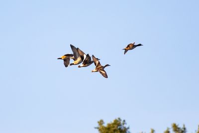 Patos real
