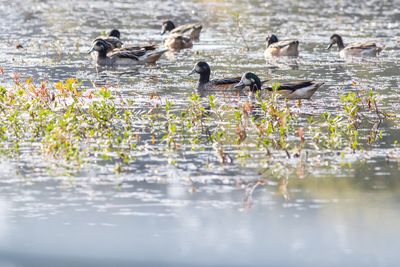 Patos real