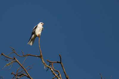 Bailarn
