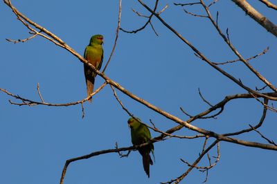Choroyes