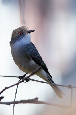 Diucn