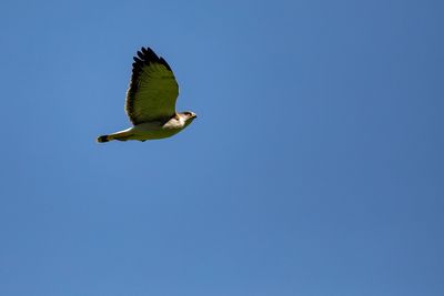 Aguilucho