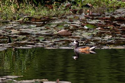 Patos real