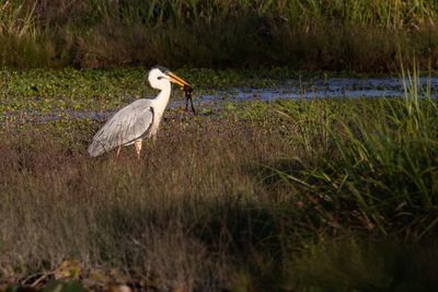 Garza cuca