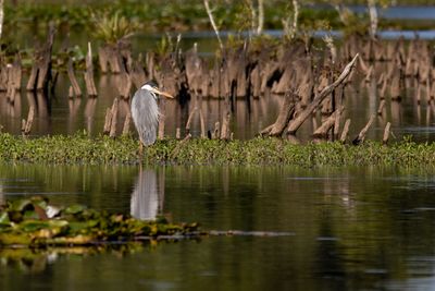 Garza cuca