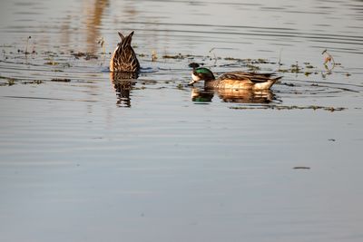 Patos real