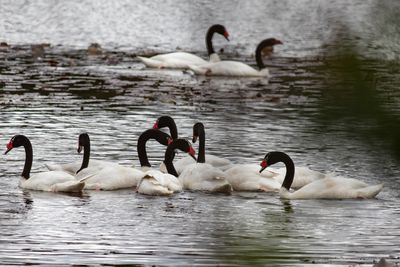 Cisne de cuello negro