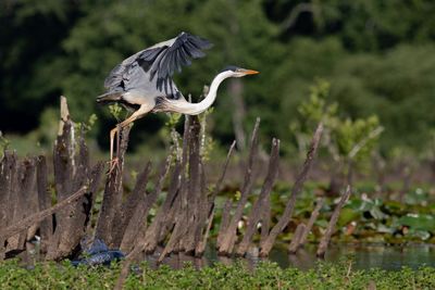 Garza cuca