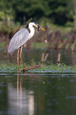 Garza cuca