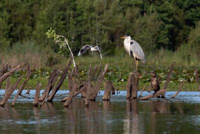 Garza cuca