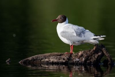 Gaviota chuil