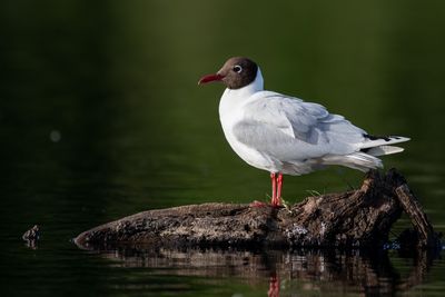 Gaviota chuil