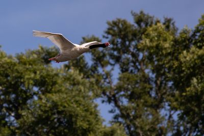 Cisne de cuello negro