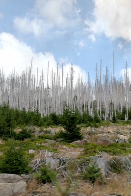 Harz dead wood