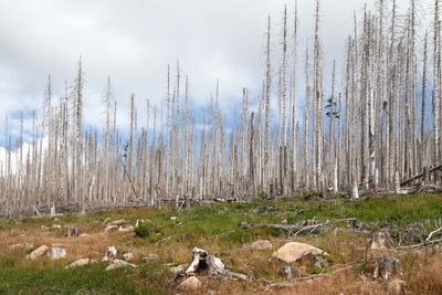 Harz dead wood