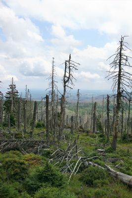 Harz dead wood