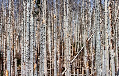 Harz dead wood