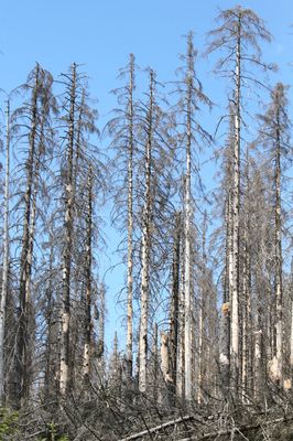 Harz dead wood
