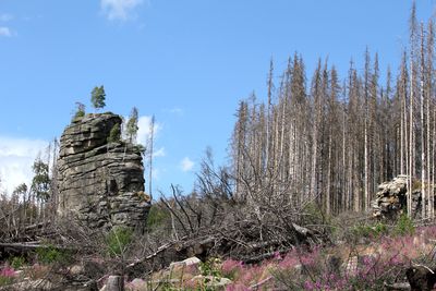 Harz