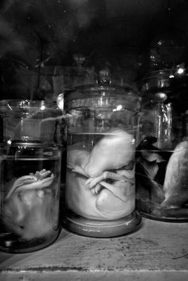 wunderkammer