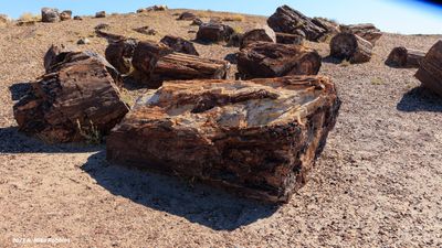Petrified Forest NP and La Malpais 