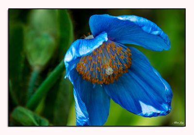 Bluesy Flowers...