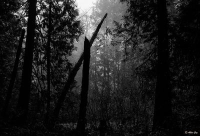 Rebirth...