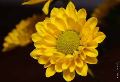 Burst of Sunshine!
