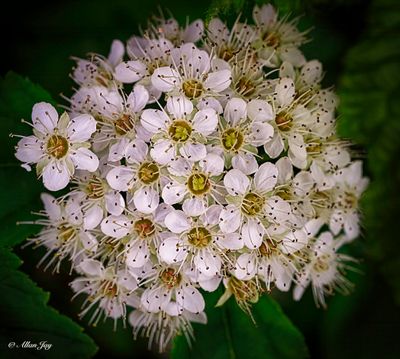 Springing To Life...