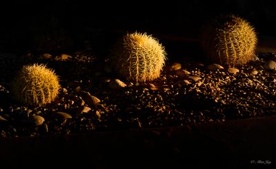 Light Shadow play