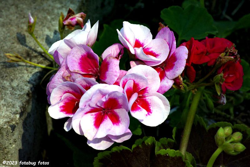  Star Pink Geraniums